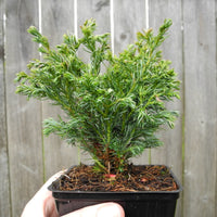 Boulevard Sawara Cypress - Chameacyparis pisifera 'Boulevard'