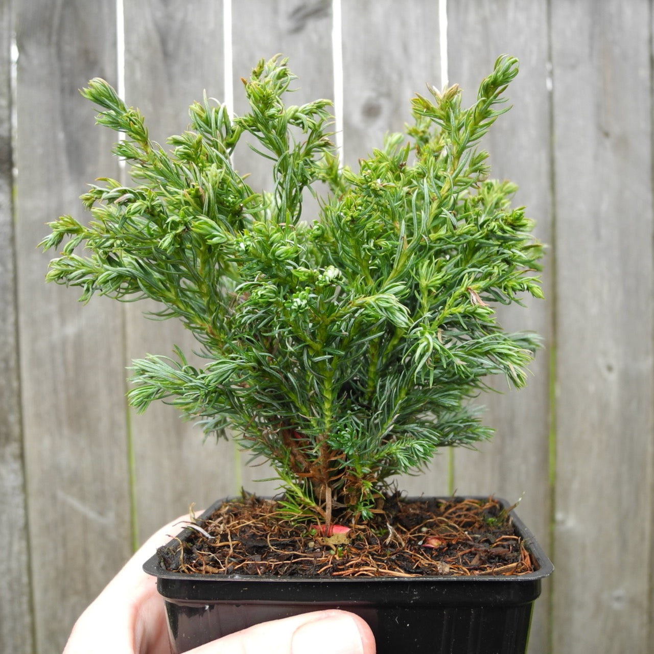 Boulevard Sawara Cypress - Chameacyparis pisifera 'Boulevard'