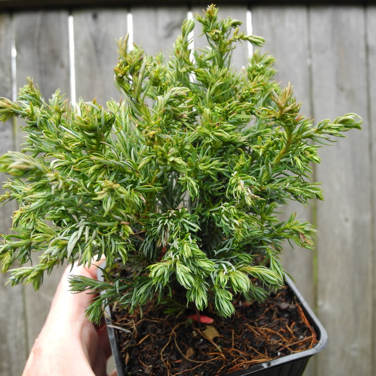 Boulevard Sawara Cypress - Chameacyparis pisifera 'Boulevard'