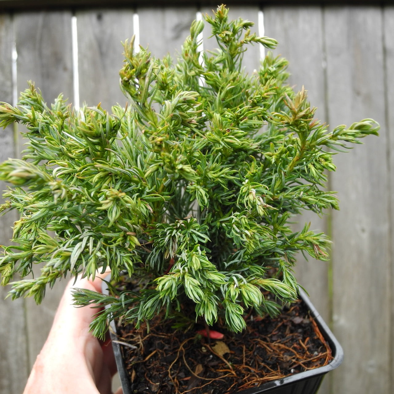Boulevard Sawara Cypress - Chameacyparis pisifera 'Boulevard'