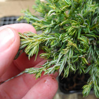 Boulevard Sawara Cypress - Chameacyparis pisifera 'Boulevard'