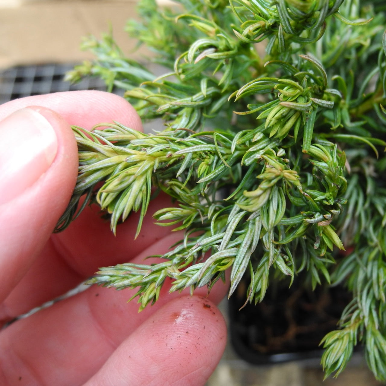 Boulevard Sawara Cypress - Chameacyparis pisifera 'Boulevard'
