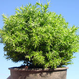 Cumulus Sawara Cypress - Chameacyparis pisifera 'Cumulus'