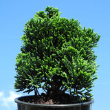 Thoweil Hinoki Cypress - Chamaecyparis obtusa ‘Thoweil’