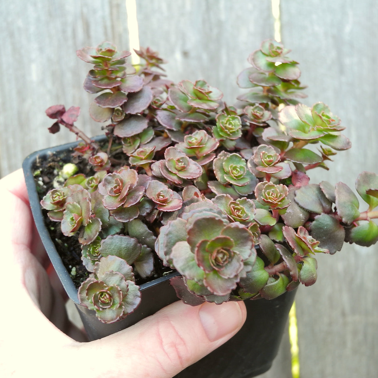 Dragon's Blood Sedum - Sedum spurium 'Dragon's Blood'