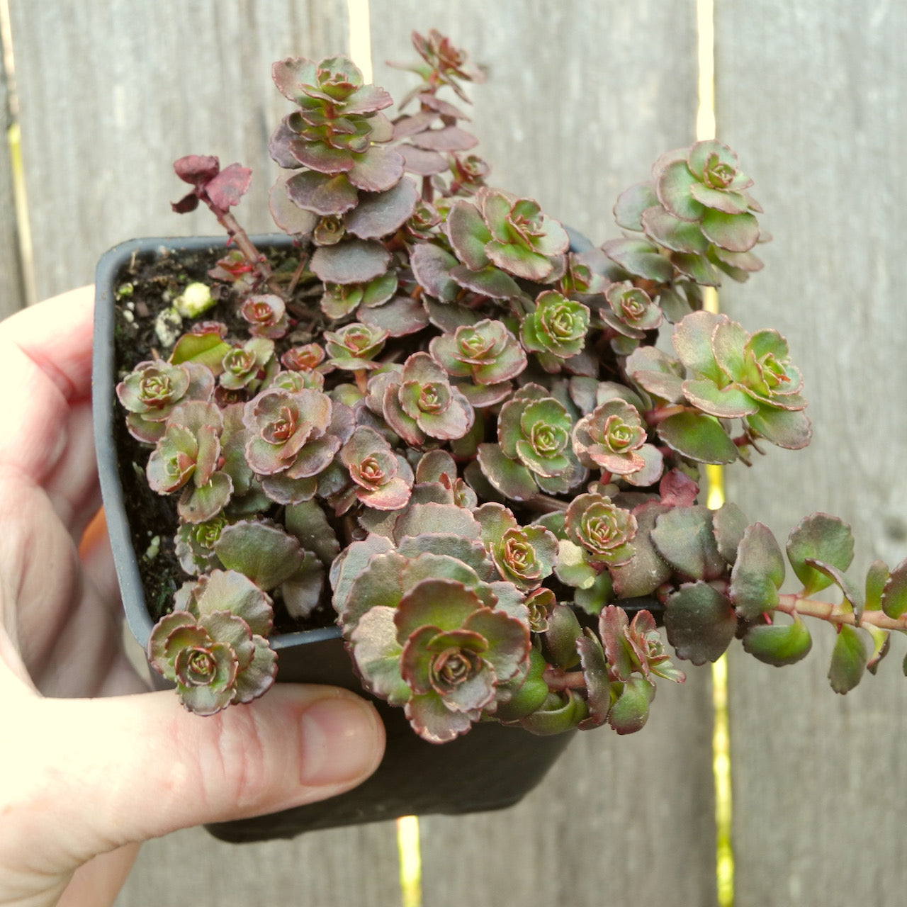 Dragon's Blood Sedum - Sedum spurium 'Dragon's Blood'