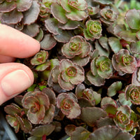 Dragon's Blood Sedum - Sedum spurium 'Dragon's Blood'