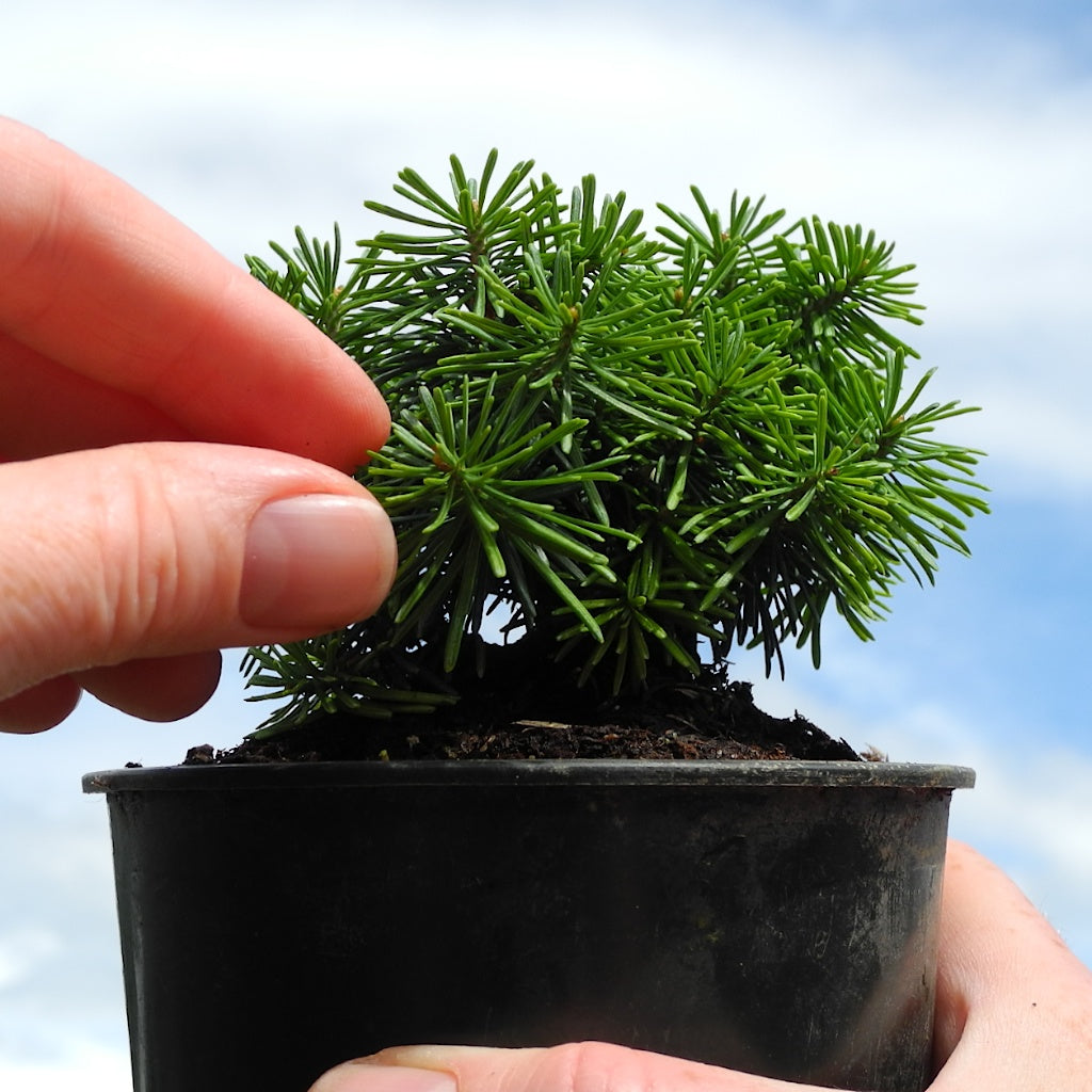 Duflon Miniature Alpine Fir - Abies lasiocarpa 'Duflon'