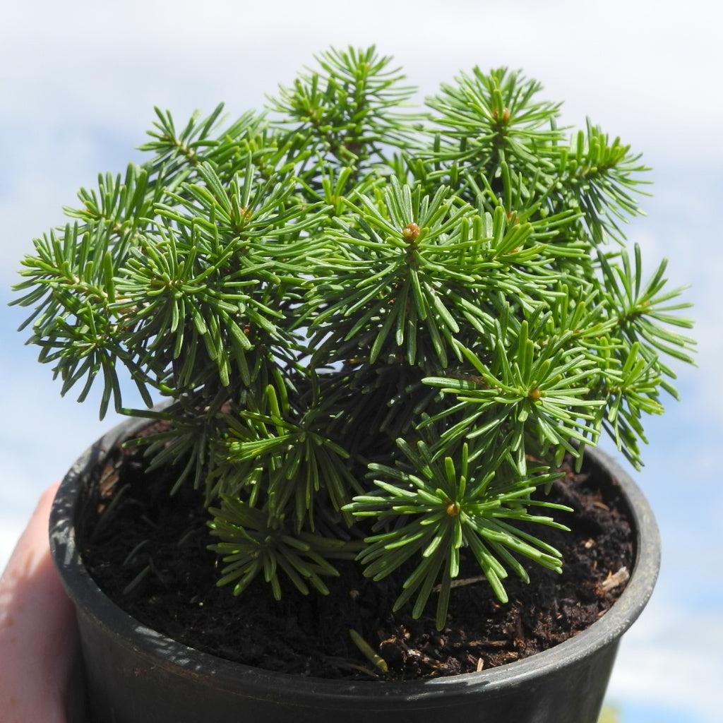 Duflon Miniature Alpine Fir - Abies lasiocarpa 'Duflon'