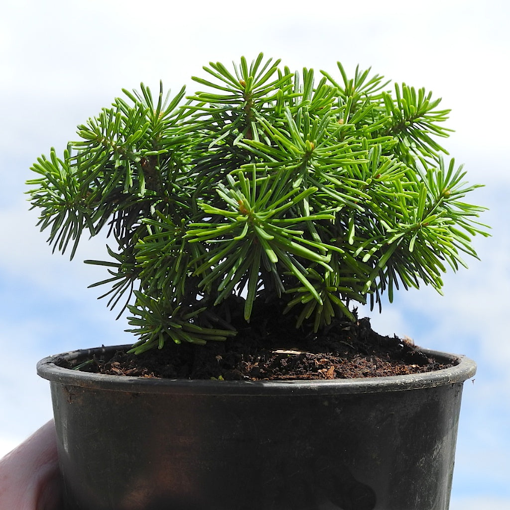 Duflon Miniature Alpine Fir - Abies lasiocarpa 'Duflon'
