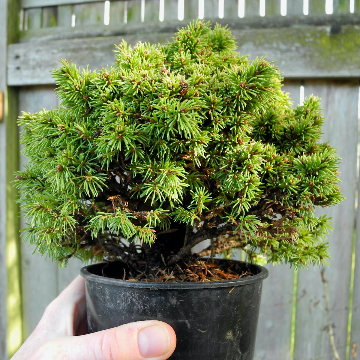 Elf Dwarf Alberta Spruce - Picea glauca 'Elf'