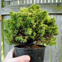 Elf Dwarf Alberta Spruce - Picea glauca 'Elf'