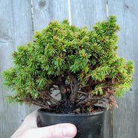Elf Dwarf Alberta Spruce - Picea glauca 'Elf'