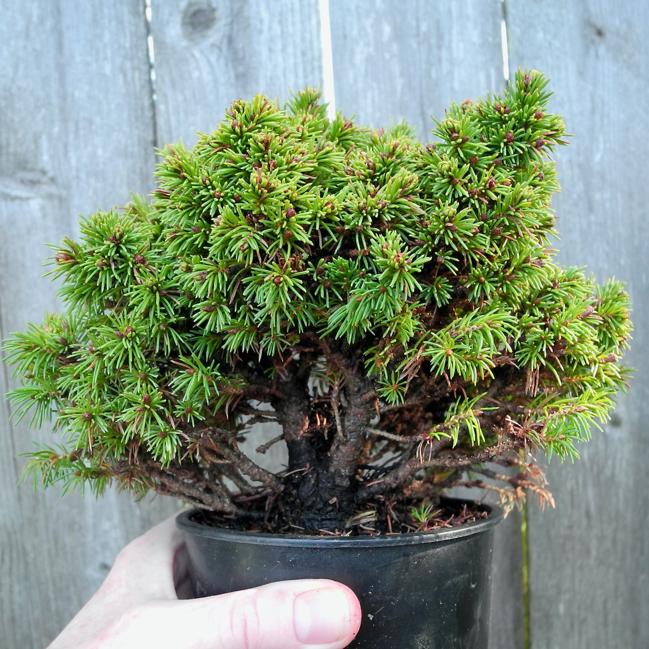 Elf Dwarf Alberta Spruce - Picea glauca 'Elf'