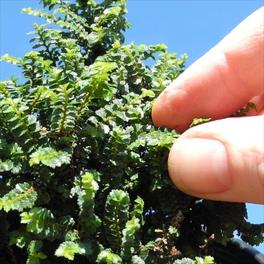 Dwarf Princess Elm - Ulmus parvifolia 'Hokkaido'