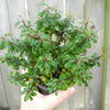 Emerald Sprite Cotoneaster - Cotoneaster x suecicus 'Emerald Sprite'