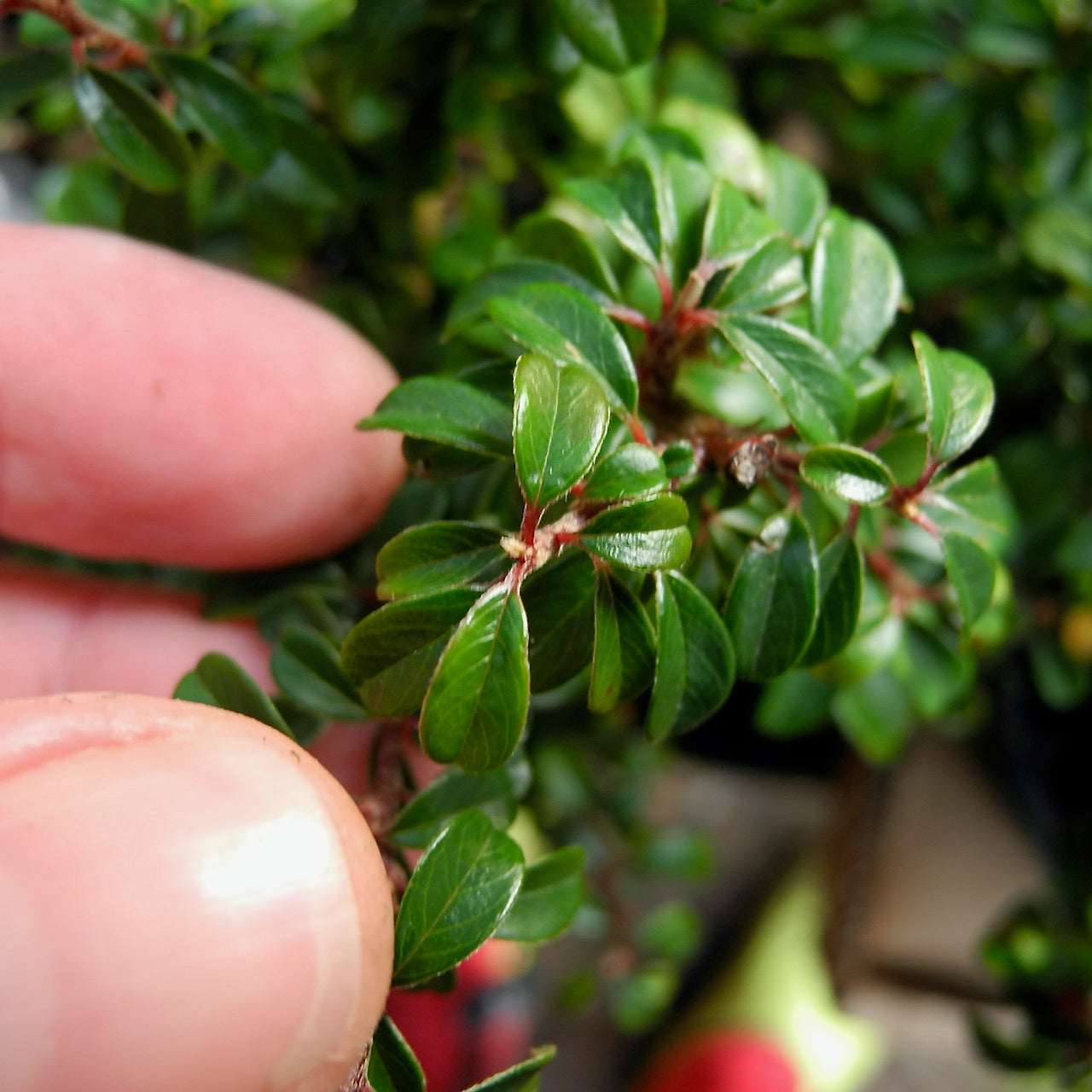 Emerald Sprite Cotoneaster - Cotoneaster x suecicus 'Emerald Sprite'