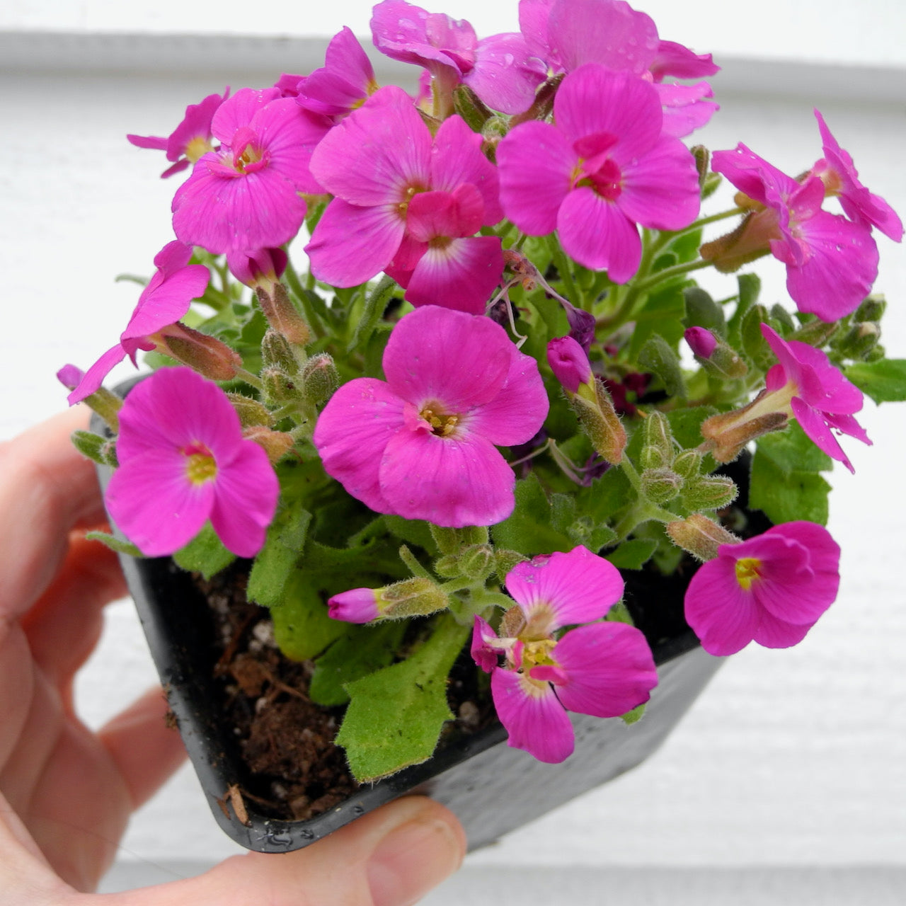 Fairy Plant: Lilac Rock Cress - Aubrieta 'Axent Lilac'