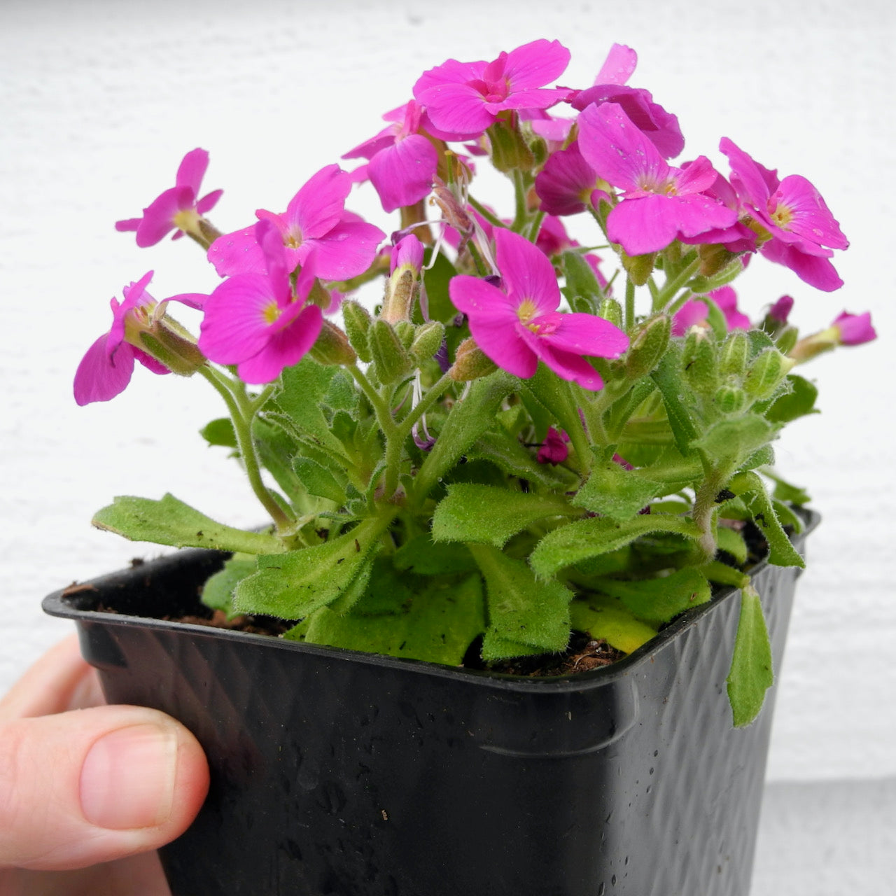 Fairy Plant: Lilac Rock Cress - Aubrieta 'Axent Lilac'