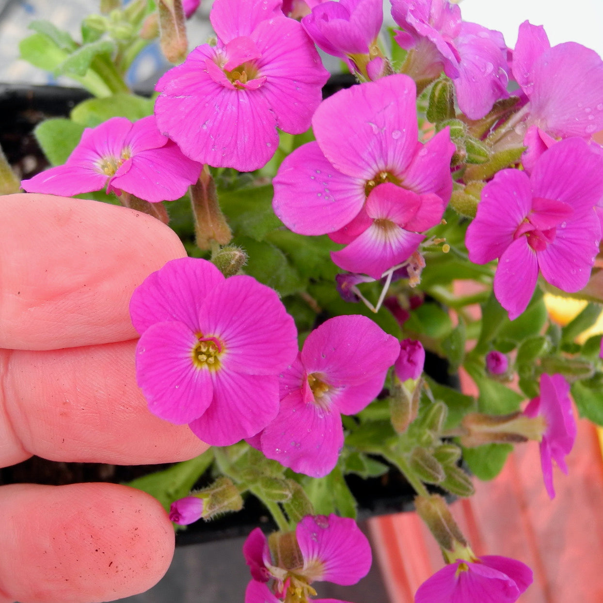 Fairy Plant: Lilac Rock Cress - Aubrieta 'Axent Lilac'
