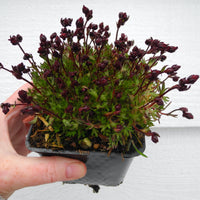 Fairy Plant: Mossy Saxifrage - Saxifraga x arendsii 'Touran Scarlet'