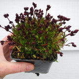 Fairy Plant: Mossy Saxifrage - Saxifraga x arendsii 'Touran Scarlet'