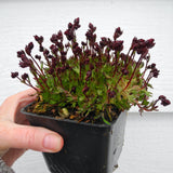 Fairy Plant: Mossy Saxifrage - Saxifraga x arendsii 'Touran Scarlet'