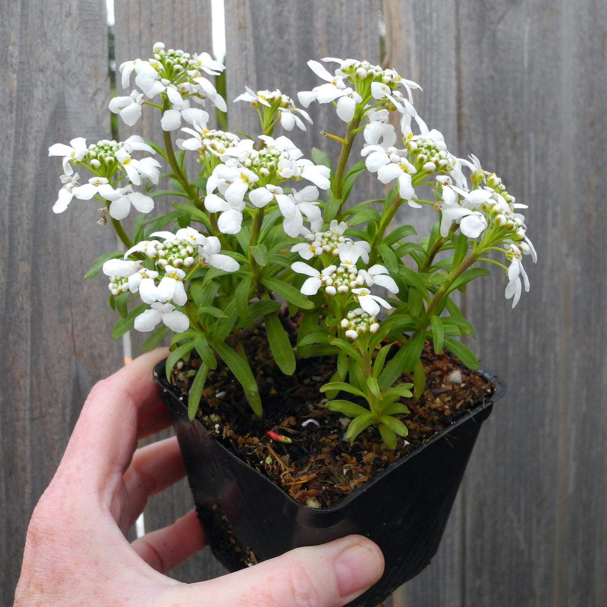 Fairy Plant: Candy Tuft - Iberis sempervirens 'Snow Cone'