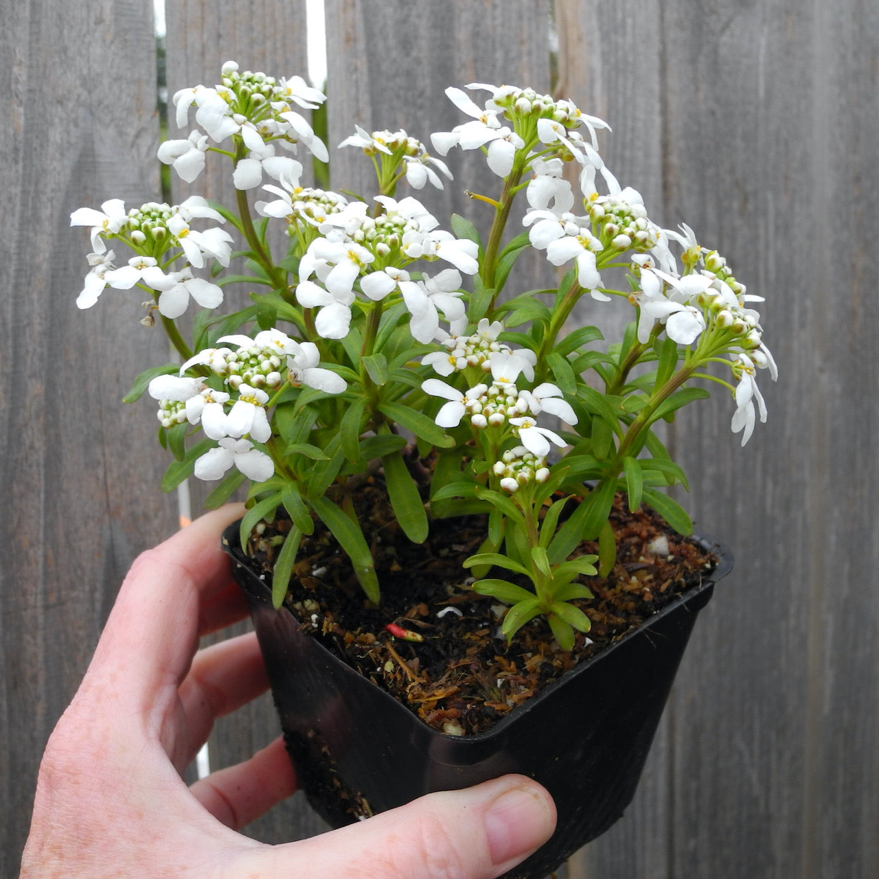 Fairy Plant: Candy Tuft - Iberis sempervirens 'Snow Cone'