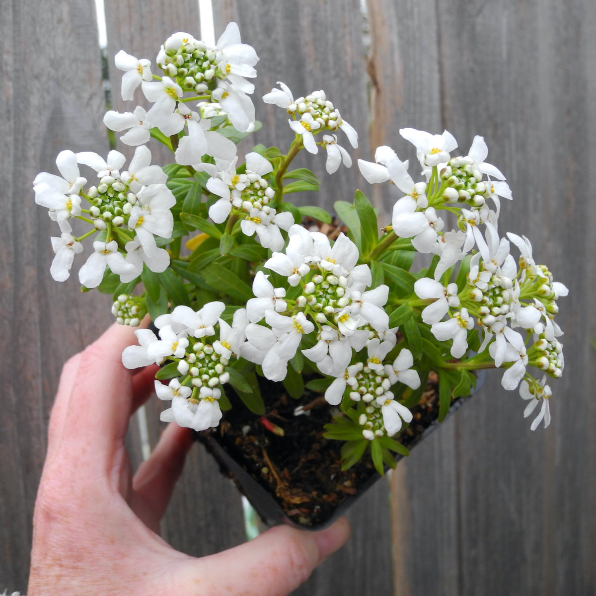 Fairy Plant: Candy Tuft - Iberis sempervirens 'Snow Cone'