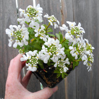 Fairy Plant: Candy Tuft - Iberis sempervirens 'Snow Cone'