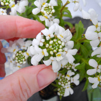 Fairy Plant: Candy Tuft - Iberis sempervirens 'Snow Cone'