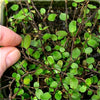 Fairy Vine - Angel Vine - Muehlenbeckia complexa