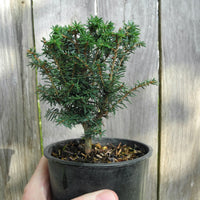 Forest Fountain Canada Hemlock - Tsuga canadensis 'Forest Fountain'