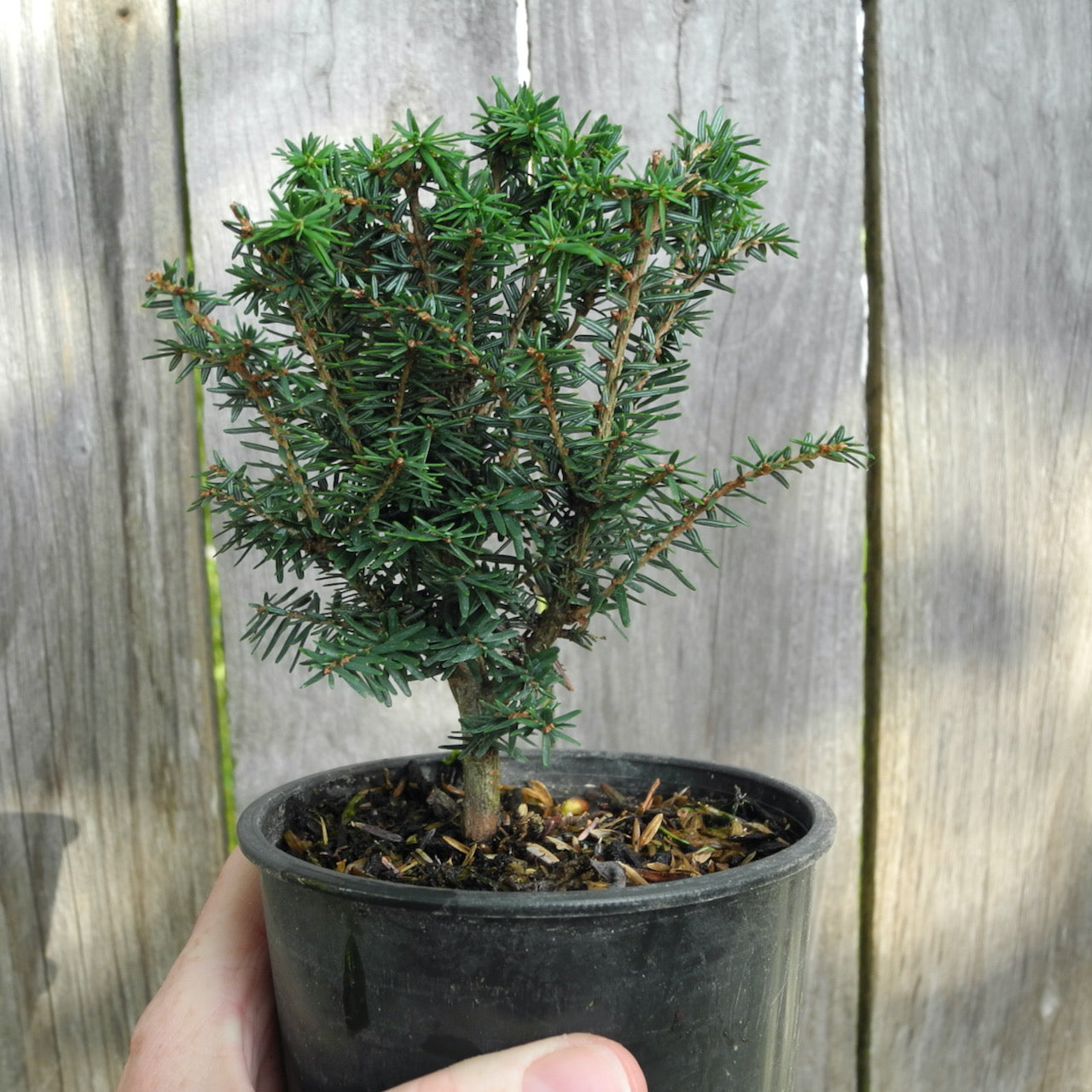 Forest Fountain Canada Hemlock - Tsuga canadensis 'Forest Fountain'