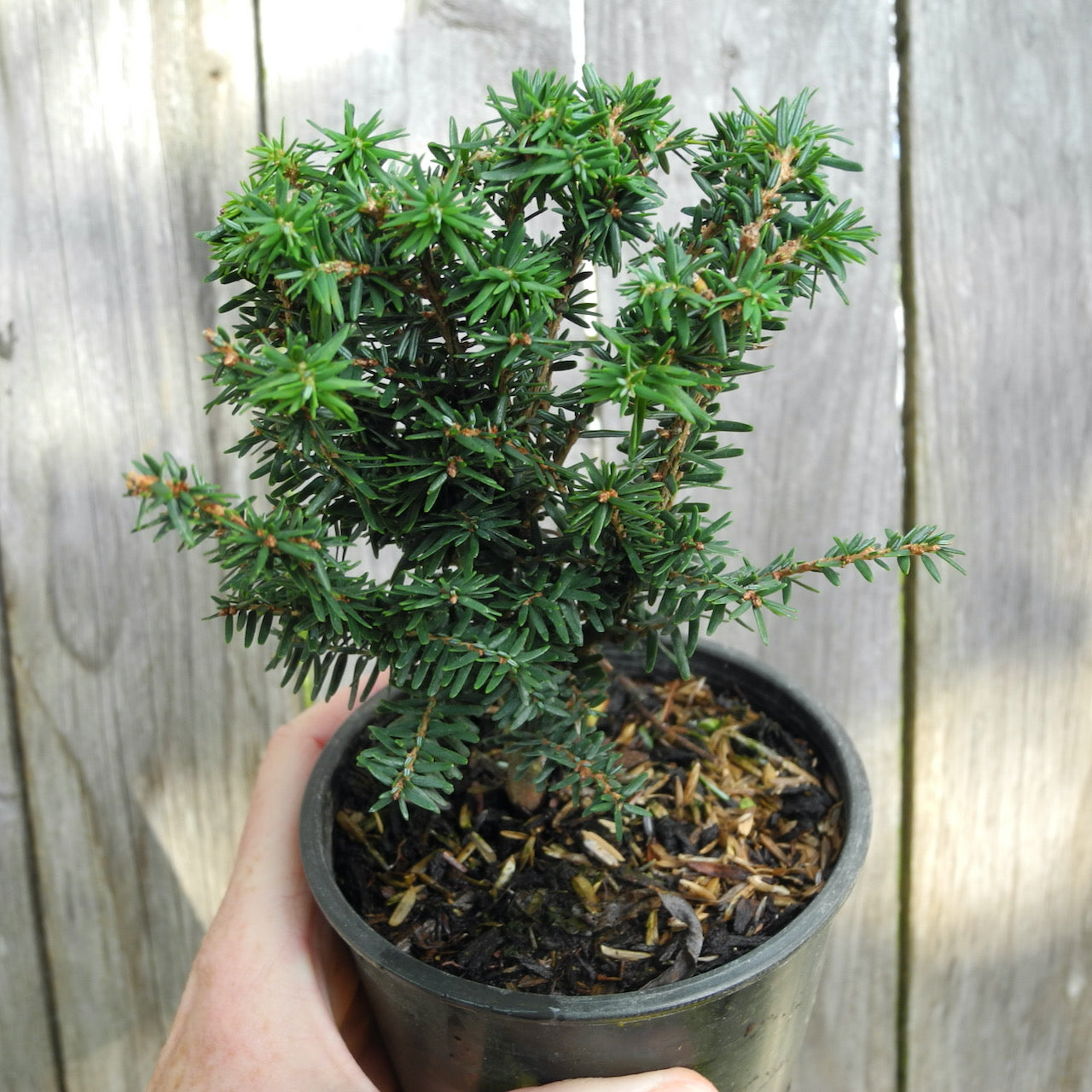 Forest Fountain Canada Hemlock - Tsuga canadensis 'Forest Fountain'
