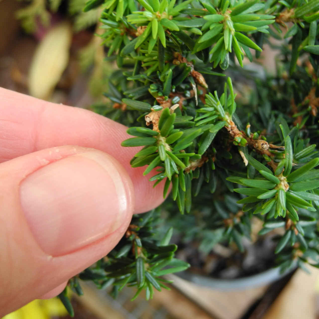 Forest Fountain Canada Hemlock - Tsuga canadensis 'Forest Fountain'