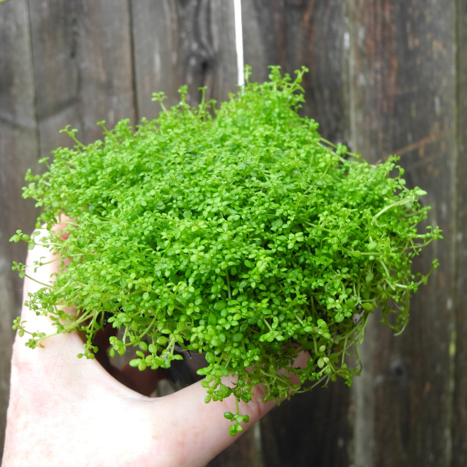 Corsican Sandwort - Arenaria balearica