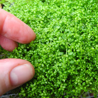 Corsican Sandwort - Arenaria balearica