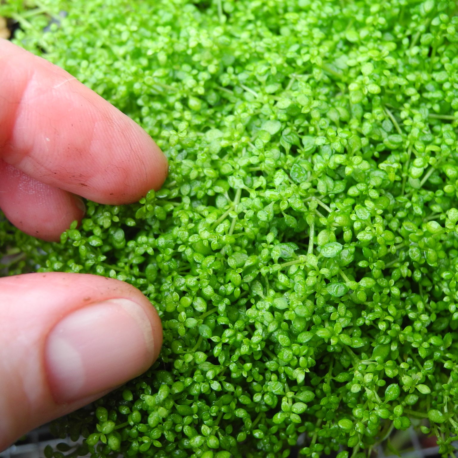 Corsican Sandwort - Arenaria balearica
