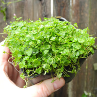 Dwarf Kenilworth Ivy - Cymbalaria aequitriloba