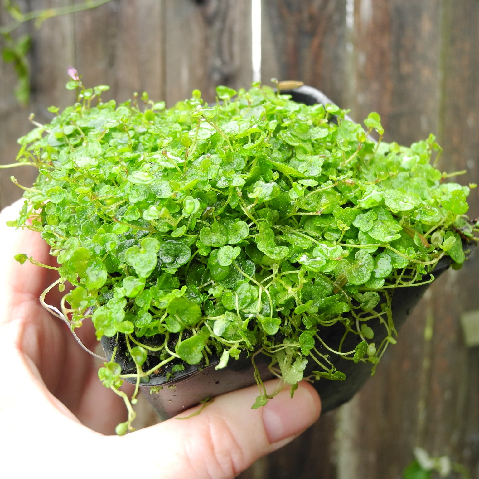 Dwarf Kenilworth Ivy - Cymbalaria aequitriloba