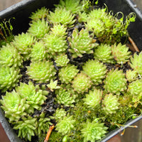 Cobweb Hens and Chicks - Sempervivum arachnoideum