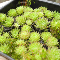 Cobweb Hens and Chicks - Sempervivum arachnoideum