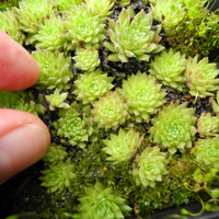 Cobweb Hens and Chicks - Sempervivum arachnoideum