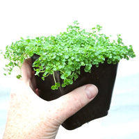 Corsican Mint - Mentha requienii