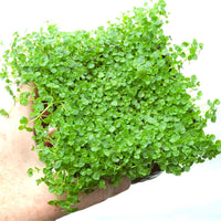 Corsican Mint - Mentha requienii