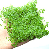 Corsican Mint - Mentha requienii