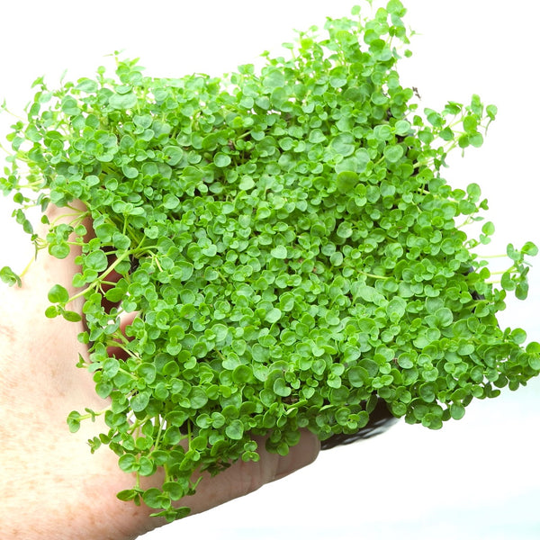 Corsican Mint - Mentha requienii