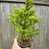 Golden Promise Japanese Cedar - Cryptomeria japonica 'Golden Promise'